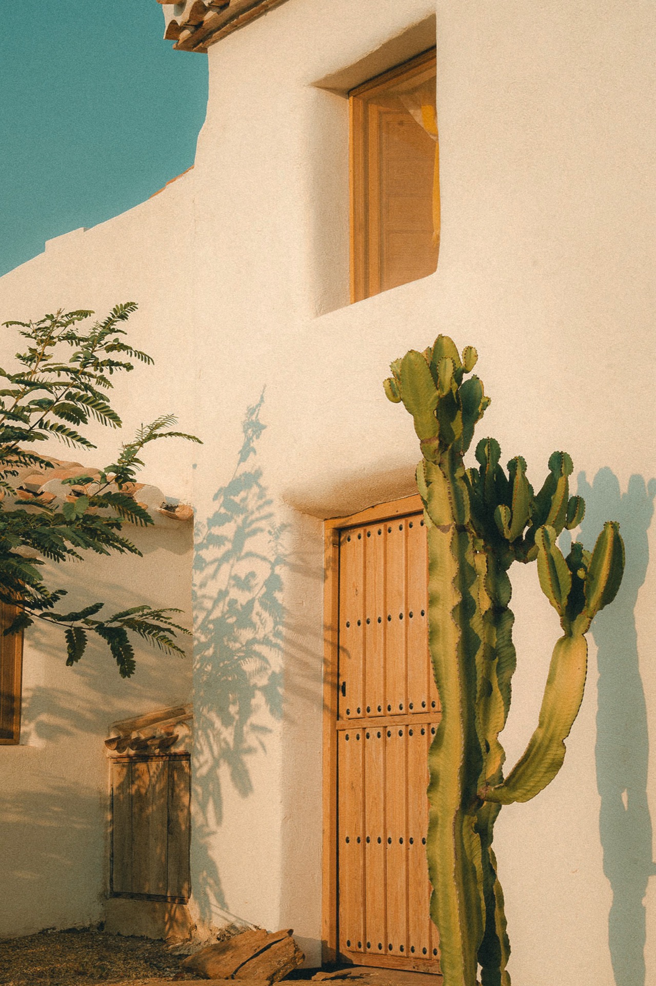 Cortijo Banana — cactus aan de villa